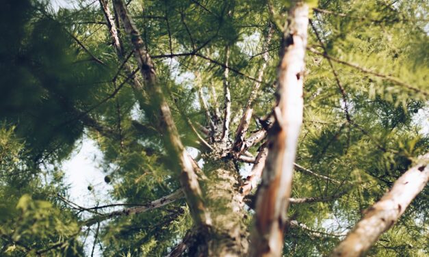 An in depth guide to the artist Matthias Grünewald