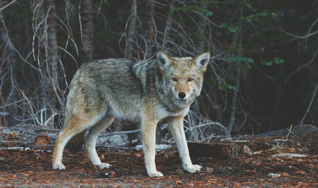 An in depth guide to the artist Wolf Huber