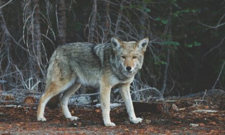 An in depth guide to the artist Wolf Huber