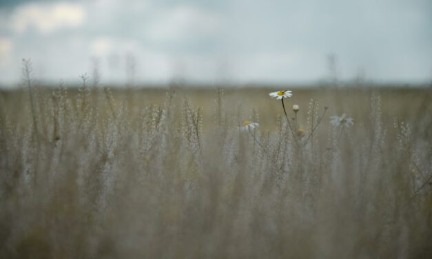 An in depth guide to the artist Bernard van Orley