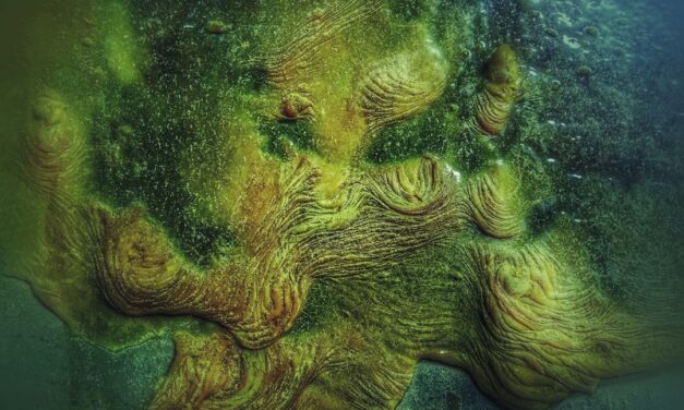 An in depth guide to the artist Pieter Bruegel the Elder