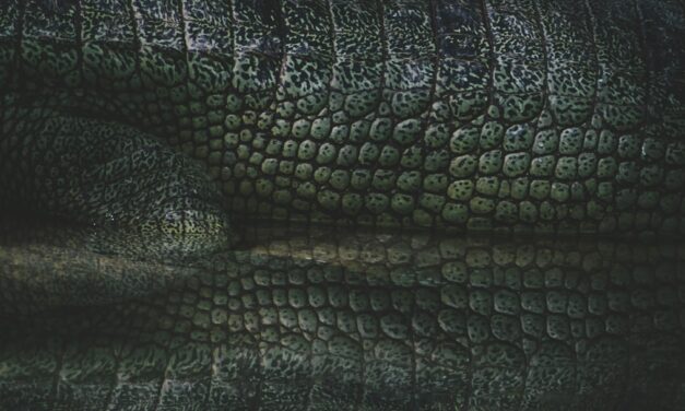 An in depth guide to the artist Jacob van Ruisdael